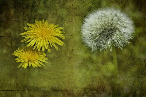 Dandelion
