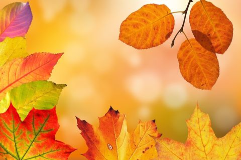 The Falling of Fall