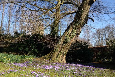 The mighty oak