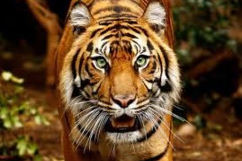 AMBUSH PREDATOR 