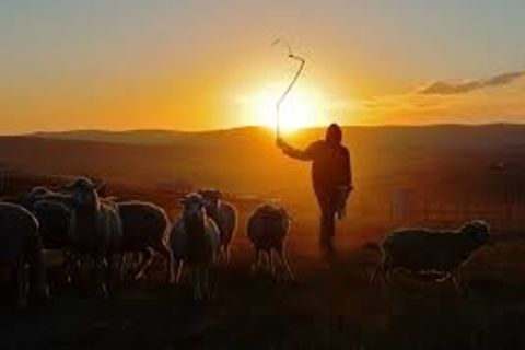 The Shepherd