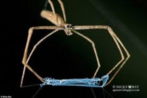 Plight of Arachne&#039;s Daughters