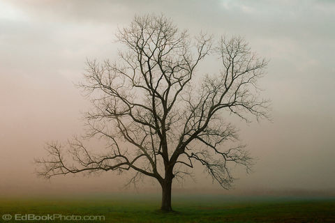 Generically Depressed