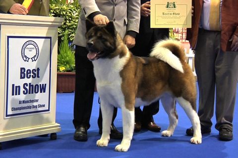 Best In Show