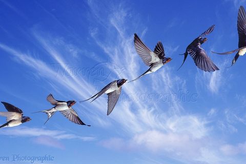 The swallows 
