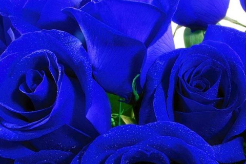 Roses