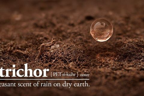 Petrichor 