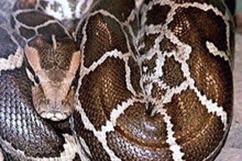 Python&#039;s tail 