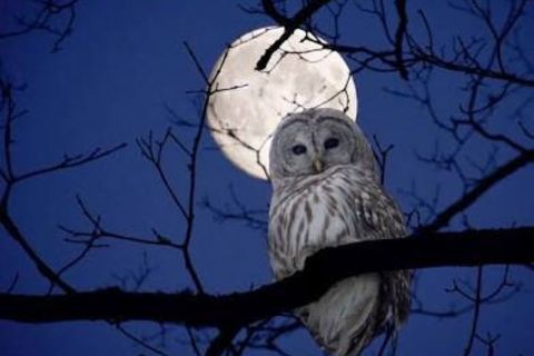 The owl and the moon 