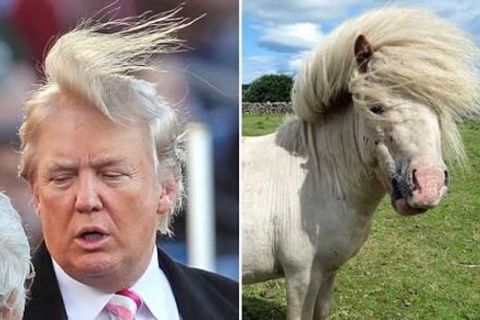 Playing with Trump in bed one Friday night 