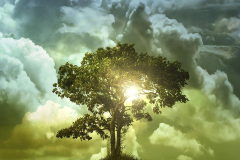 The Happiness Tree
