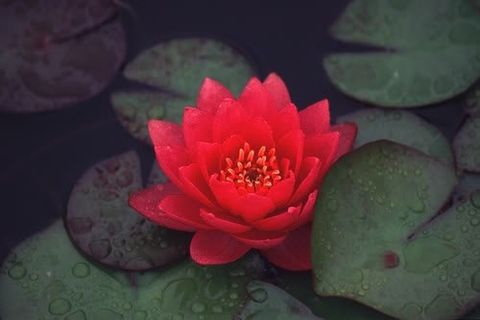 red lotus