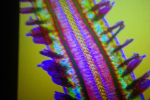 Butterfly&#039;s tongue