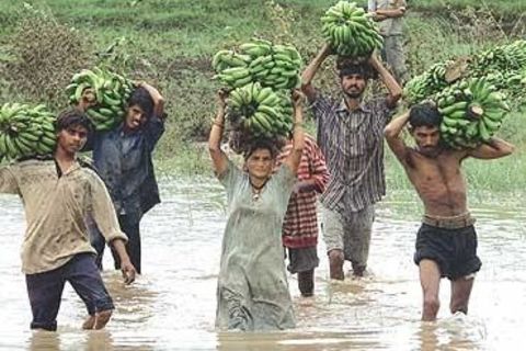 Bananas for everyone ?