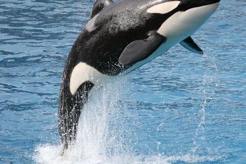 Thus spoke the ORCA