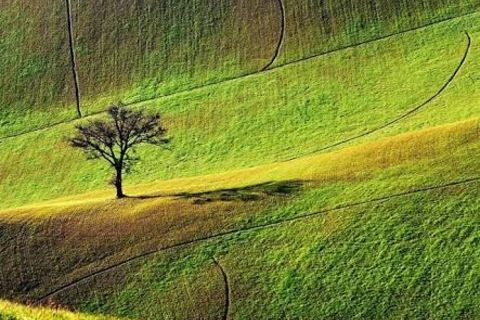 A tree in a field 