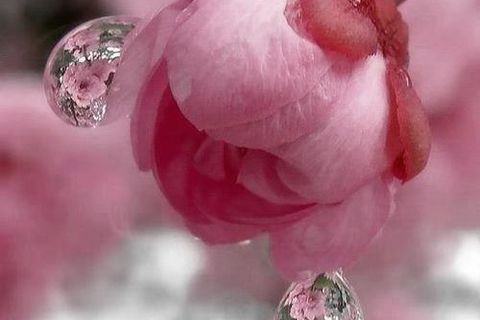 HE WEEPS FOR THE LOST
