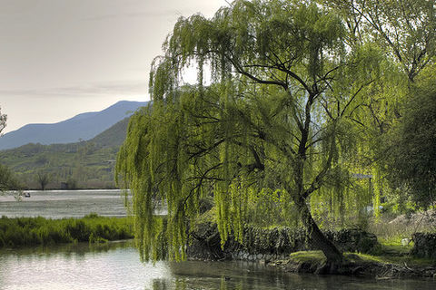 the willow tree