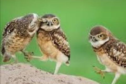 ONE BIRD AT A TIME