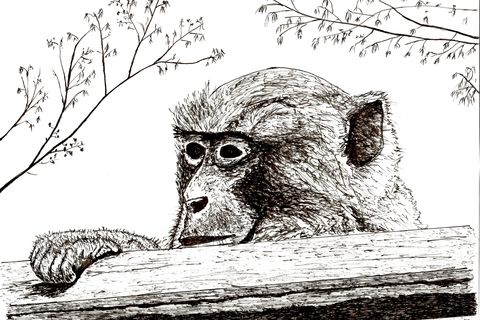 Hong Kong Monkey