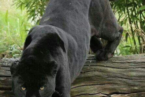 The panther&#039;s trail