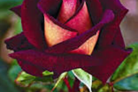 Every Rose have a Thorn