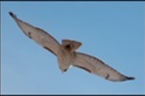 The majestic Irish hawk 