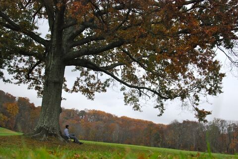 THE LONELY POET 