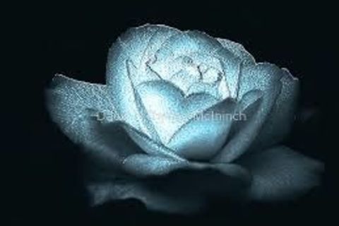 Heart of Ice