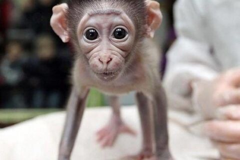 I Named Her "Shey"