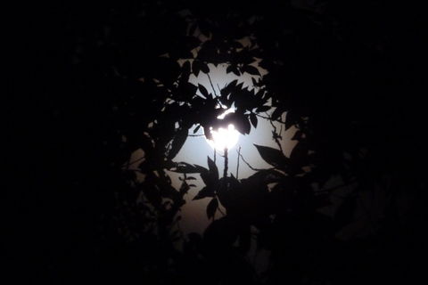 Dreams