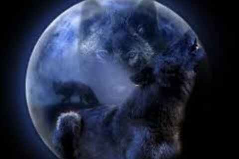 Wolf