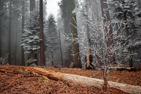 Winter&#039;s Come