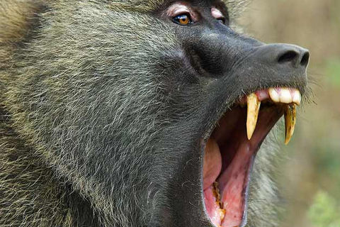 A Filthy Rich Baboon