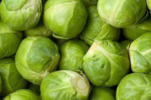 The sprouts are out