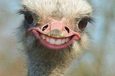Smile Smile Smile