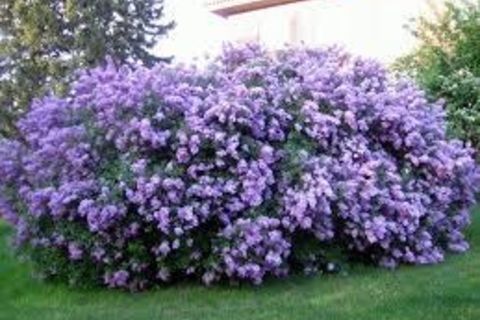 The Lilacs Of May