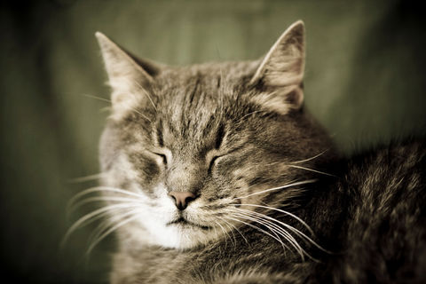 the cat that got the cream