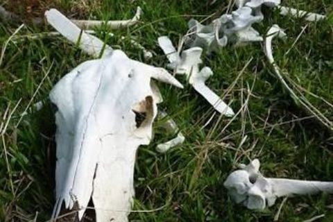 On the farm ~ of life and death 
