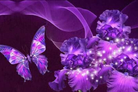 The purple butterfly 