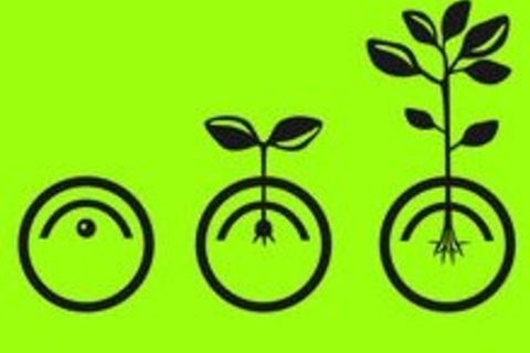 Seedling