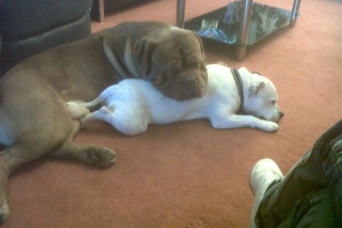 TO MY BOYS...ELLWOOD-GEORGE AND NERO