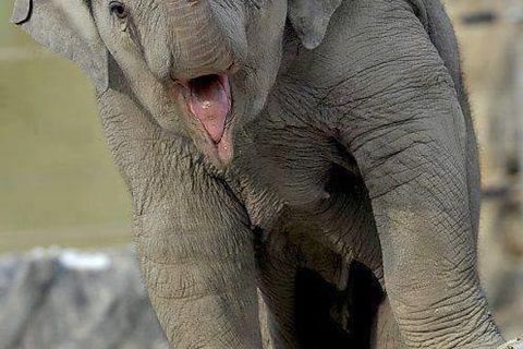 THERE`S AN ELEPHANT IN THE GARDEN!