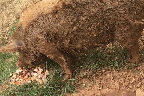 PIG 