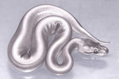 Silver serpents