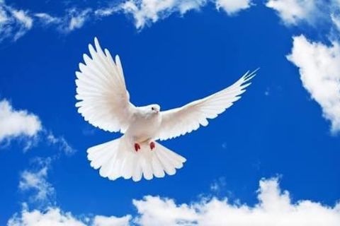 The birds ?