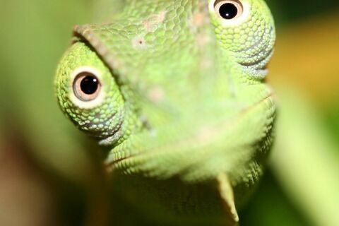 Sex is a Chameleon 