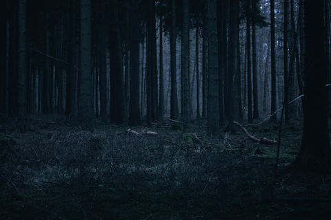 Dark forest