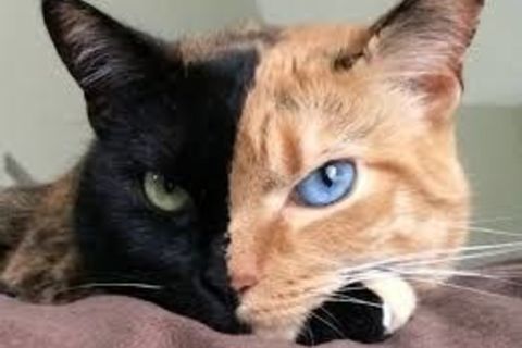 Mixed Life