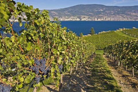 Above Grapevines 